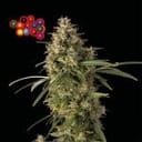 Zkittlez Auto Feminised Seeds-SMAN-ZKITT-AUTO-FEM