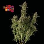Zkittlez Auto феминизирани семена-SMAN-ZKITT-AUTO-FEM