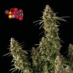 Zkittlez Auto Feminised Seeds-SMAN-ZKITT-AUTO-FEM