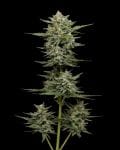 Vanilla Latte Auto Feminised Seeds-HUMB-VLA-F