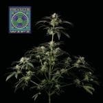 Peyote Wi-Fi Feminised Seeds-SMAN-PEYWIFI-FEM