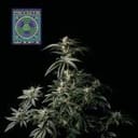 Peyote Wi-Fi Feminised Seeds-SMAN-PEYWIFI-FEM