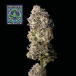 Peyote Wi-Fi Feminised Seeds-SMAN-PEYWIFI-FEM