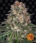 Tropicanna Banana Feminisiert Samen-BFS-TROPBAN-FEM
