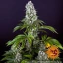 Tropicanna Banana Feminisiert Samen-BFS-TROPBAN-FEM