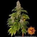 Tropicanna Banana Feminisiert Samen-BFS-TROPBAN-FEM