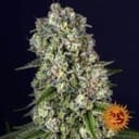 Tropicanna Banana Feminisiert Samen-BFS-TROPBAN-FEM