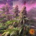 Tropicanna Banana Feminisiert Samen-BFS-TROPBAN-FEM