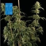 Peyote Wi-Fi CBD 2:1 Feminised Seeds-SMAN-PEY-CBD-FEM