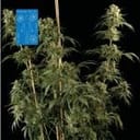 Peyote Wi-Fi CBD 2:1 Feminized Seeds-SMAN-PEY-CBD-FEM