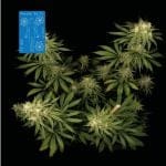 Peyote Wi-Fi CBD 2:1 Feminised Seeds-SMAN-PEY-CBD-FEM