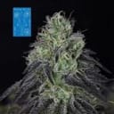 Peyote Wi-Fi CBD 2:1 Feminized Seeds-SMAN-PEY-CBD-FEM