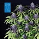 Peyote Wi-Fi CBD 2:1 Feminized Seeds-SMAN-PEY-CBD-FEM