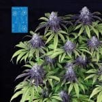 Peyote Wi-Fi CBD 2:1 Feminisiert Saatgut-SMAN-PEY-CBD-FEM