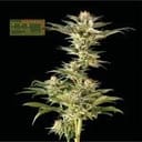 Seedsman CBG #1 Feminized Seeds-SMAN-CBG1-FEM