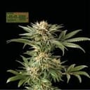 Seedsman CBG #1 Feminized Seeds-SMAN-CBG1-FEM