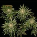 Seedsman CBG #1 Feminized Seeds-SMAN-CBG1-FEM