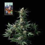 L.A. Peyote Kush Feminised Seeds-SMAN-LAPEYKU-FEM