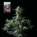 L.A. Peyote Kush Feminised Seeds-SMAN-LAPEYKU-FEM