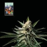 L.A. Peyote Kush Femminizzati Semi-SMAN-LAPEYKU-FEM