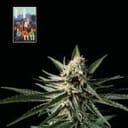 L.A. Peyote Kush Feminized Seeds-SMAN-LAPEYKU-FEM