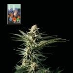 L.A. Peyote Kush феминизирани семена-SMAN-LAPEYKU-FEM