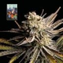 L.A. Peyote Kush Feminised Seeds-SMAN-LAPEYKU-FEM