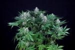 Peyote Forum феминизирани семена-SMAN-PEYF-FEM