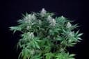 Peyote Forum Feminized Seeds-SMAN-PEYF-FEM