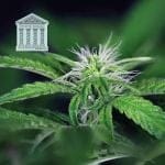 Peyote Forum феминизирани семена-SMAN-PEYF-FEM