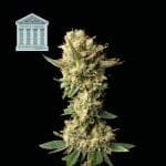 Peyote Forum Feminized Seeds-SMAN-PEYF-FEM