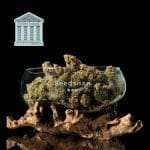 Peyote Forum феминизирани семена-SMAN-PEYF-FEM