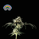 Peyote Zkittlez Feminised Seeds-SMAN-PEYZKIT-FEM
