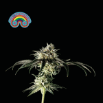 Peyote Zkittlez Feminisiert Saatgut-SMAN-PEYZKIT-FEM