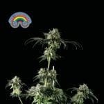 Peyote Zkittlez феминизирани семена-SMAN-PEYZKIT-FEM