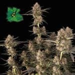 Green Crack Auto Feminised Seeds-SMAN-GRCRK-AUTO-FEM