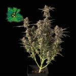 Green Crack Auto Feminised Seeds-SMAN-GRCRK-AUTO-FEM