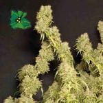 Green Crack Auto Feminised Seeds-SMAN-GRCRK-AUTO-FEM