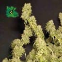 Green Crack Auto Feminized Seeds-SMAN-GRCRK-AUTO-FEM
