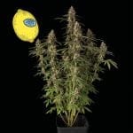 Larry Lemon OG Auto феминизирани семена-SMAN-LARLEM-OG-AUTO-FEM