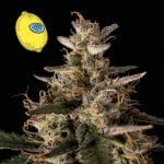 Larry Lemon OG Auto феминизирани семена-SMAN-LARLEM-OG-AUTO-FEM