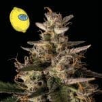 Larry Lemon OG Auto Feminised Seeds-SMAN-LARLEM-OG-AUTO-FEM