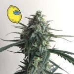 Larry Lemon OG Auto Feminised Seeds-SMAN-LARLEM-OG-AUTO-FEM