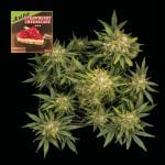 Strawberry Cheesecake Auto феминизирани семена-SMAN-STRCHCAKE-AUTO-FEM