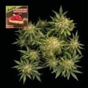 Strawberry Cheesecake Auto Feminized Seeds-SMAN-STRCHCAKE-AUTO-FEM