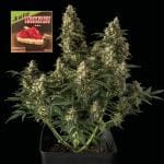 Strawberry Cheesecake Auto Feminised Seeds-SMAN-STRCHCAKE-AUTO-FEM