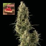 Strawberry Cheesecake Auto Feminised Seeds-SMAN-STRCHCAKE-AUTO-FEM