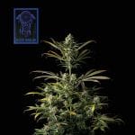 Blue Dream Feminized Seeds-SMAN-BLDR-FEM