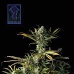 Blue Dream Feminized Seeds-SMAN-BLDR-FEM