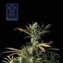 Blue Dream Feminised Seeds-SMAN-BLDR-FEM